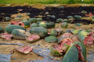 Dân nghèo Gia Lai xót xa nhìn dưa hấu chìm trong ‘biển’ nước