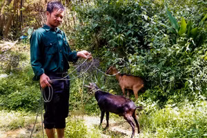 A Thuật tham gia vào mô hình nuôi dê cỏ sinh sản.