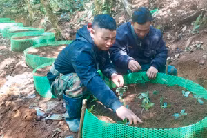 12.000 cây sâm Ngọc Linh được trồng tập trung dưới tán rừng cùng kỹ thuật chăm sóc đặc biệt để đạt tỷ lệ sống cao nhất.
