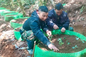 12.000 cây sâm Ngọc Linh được trồng tập trung dưới tán rừng cùng kỹ thuật chăm sóc đặc biệt để đạt tỷ lệ sống cao nhất.