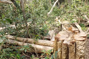 Cây rừng bị chặt hạ tại Tiểu khu 792 (thuộc địa giới hành chính xã Sơ Ró, huyện Kông Chro).