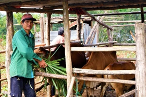 Nhờ con bò từ mô hình nuôi luân chuyển, gia đình anh A Tân đã thoát nghèo.