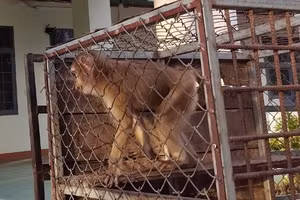 Khỉ đuôi lợn được người dân nuôi nhốt trước khi giao nộp.