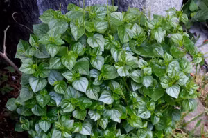 Top rau củ rẻ tiền khắc tinh của ung thư chợ Việt bán nhiều 