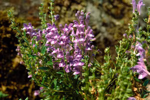 Những loại cây, gia vị giá rẻ là khắc tinh của ung thư 