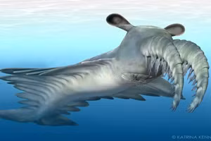 Loài tôm đâm con mồi bằng gai trên mặt. Ảnh: Katrina Kenny