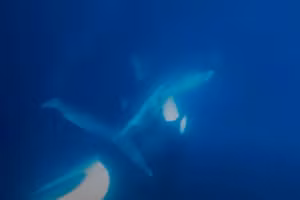 Cá voi sát thủ tấn công cá nhám voi ở ngoài khơi bờ biển Mexico. Ảnh: James Moskito/Ocean Safaris