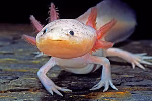 Kỳ nhông Mexico. Ảnh: Livescience