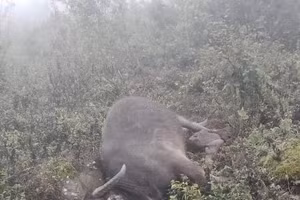 Sơn La thiệt hại hơn 2.000 gia súc, gia cầm do thời tiết (Ảnh: MXH)