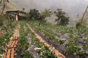 Nhiều viên đá to hơn quả chanh rơi xuống gây thiệt hại về hoa màu.