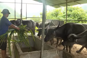 Người dân ở bản Nậm Nó, xã Trung Chải chăn nuôi gia súc