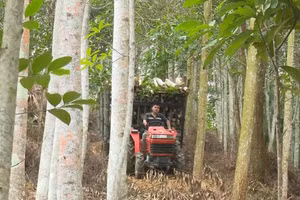 Người dân thu hoạch, vận chuyển gỗ trong rừng sản xuất ở huyện Chợ Đồn, tỉnh Bắc Kạn.