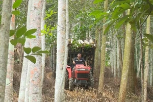 Người dân thu hoạch, vận chuyển gỗ trong rừng sản xuất ở huyện Chợ Đồn, tỉnh Bắc Kạn.