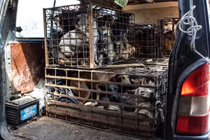 Hoạt động buôn bán chó, mèo để phục vụ nhu cầu các nhà hàng vẫn diễn ra thường xuyên trên thị trường.