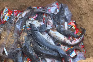 Cá Tầm nhập khẩu trái phép bị lực lượng chức năng thu giữ, tiêu hủy 