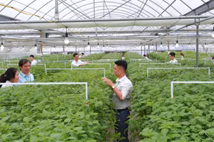 Giảng viên Học viện Nông nghiệp Việt Nam hướng dẫn sinh viên nghiên cứu, thực nghiệm trên cây trồng. Ảnh: NTCC