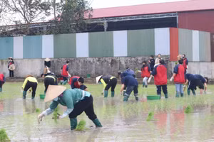 Học sinh Trường THPT Vĩnh Yên cấy lúa. Ảnh: TG