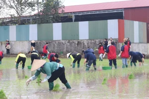 Học sinh Trường THPT Vĩnh Yên cấy lúa. Ảnh: TG