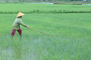 Tản văn: Nôn nao nhớ ngọn gió Xuân