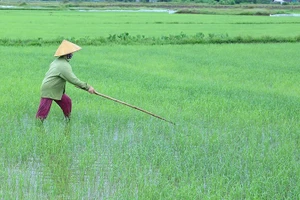 Tản văn: Nôn nao nhớ ngọn gió Xuân