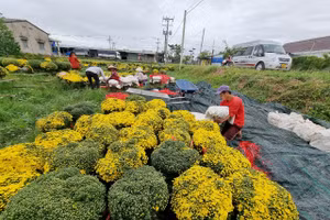 Chủ vườn cúc mâm xôi cung ứng hoa cho thương lái. 