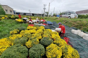 Chủ vườn cúc mâm xôi cung ứng hoa cho thương lái. 