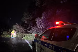 CSGT khắc phục sự cố cây đổ, đảm bảo an toàn giao thông.