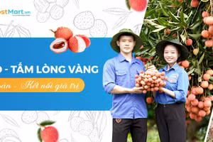 Đoàn viên thanh niên Bắc Giang hỗ trợ người dân thu hoạch vải.