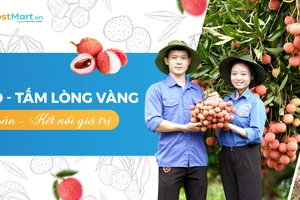 Đoàn viên thanh niên Bắc Giang hỗ trợ người dân thu hoạch vải.