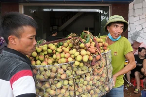 Vải thiều sớm Phúc Hòa (huyện Tân Yên) ra thị trường.