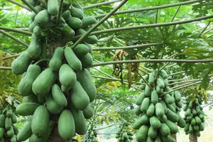 Hình ảnh của loài thực vật thể hiện hoạt tính tốt nhất trên các chủng virus DENV.