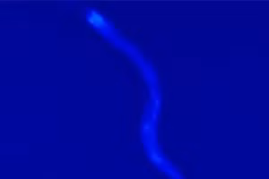 Giới khoa học chụp được ảnh... "thần chết"