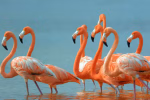 Tiết lộ sự thật bất ngờ và đáng yêu về các loài động vật