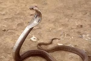 Những kỷ lục trong thế giới loài rắn