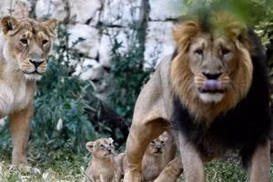 8 con sư tử ở vườn thú Ấn Độ mắc Covid-19