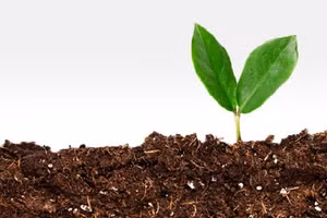 Đất có màu nâu vì nhiều yếu tố - Ảnh: Minh họa.