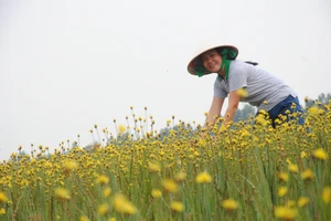 Đồng Tháp: Mở tour tham quan cánh đồng hoa hoàng đầu ấn