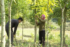 Giảm nghèo bền vững cho đồng bào dân tộc thiểu số ở Lùng Thàng