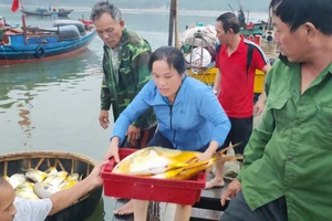 Ngư dân vui mừng trúng đậm cá vàng dương.