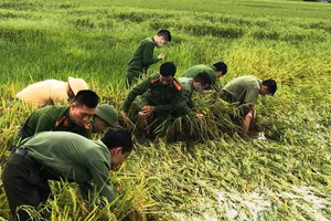 Lực lượng công an tại huyện Can Lộc giúp dân bó lại lúa đã bị đổ ngã.