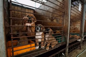 Chùm ảnh nỗ lực cấm thịt chó ở Hàn Quốc 