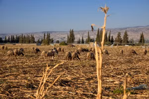 Cơn khát của người Palestine