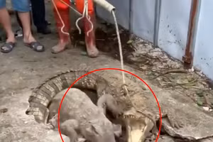 Chùm ảnh bất ngờ phát hiện cá sấu sống dưới vỉa hè 