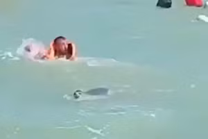 Video hải cẩu tấn công người ở biển Caspi