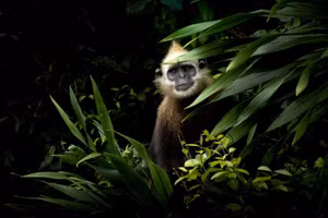 Bức ảnh voọc đầu vàng ở Việt Nam đoạt giải thưởng lớn