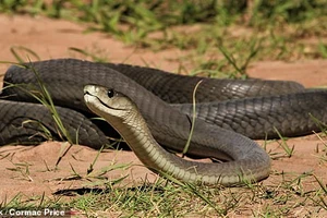 Rắn mamba đen dài tới 2,5 mét, trong khi nọc độc của nó mạnh đến mức hai giọt có thể giết chết một người. Con rắn được đặt tên không phải vì màu sắc của vảy mà vì màu sắc bên trong miệng và lưỡi của nó.