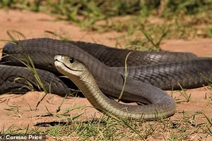 Rắn mamba đen dài tới 2,5 mét, trong khi nọc độc của nó mạnh đến mức hai giọt có thể giết chết một người. Con rắn được đặt tên không phải vì màu sắc của vảy mà vì màu sắc bên trong miệng và lưỡi của nó.