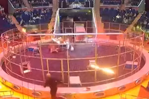 Sư tử tấn công huấn luyện viên trong một buổi biểu diễn.