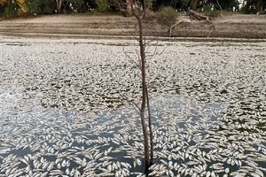 Cá chết ở Australia.