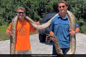 Clip vật lộn với trăn Miến Điện có kích thước khủng 